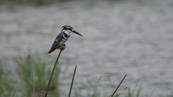 Pied Kingfisher on Reed Around a Lake alt