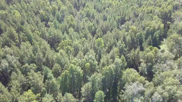 Top Down Aerial Drone Image of a Lush Green Mixed Deciduous and Coniferous Forest. alt