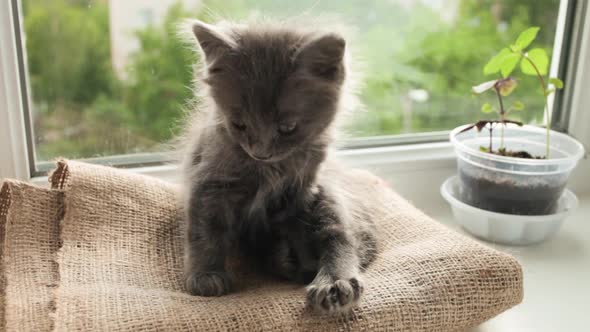 A Small Gray Kitten Wakes Up Yawns Stretches Falls Asleep Again and Lies Down on the Pillow