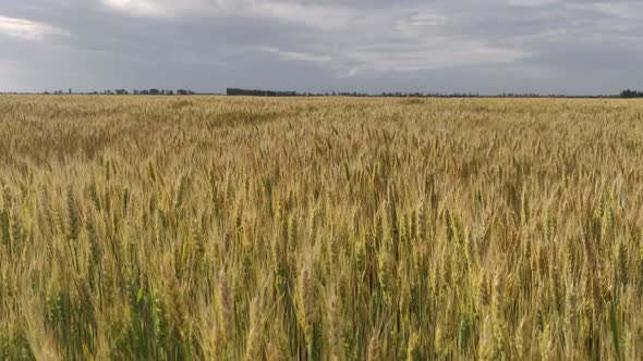 Wide Wheat Field With Yellow Spikelets In Summer