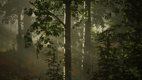 Mystical Wood in the Foggy Morning alt