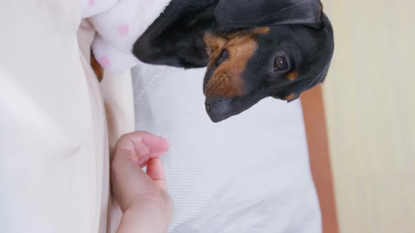 Dachshund Dog Sits on Bed and Blinks Looking at Owner Hand
