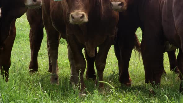 Red Angus Cattle alt