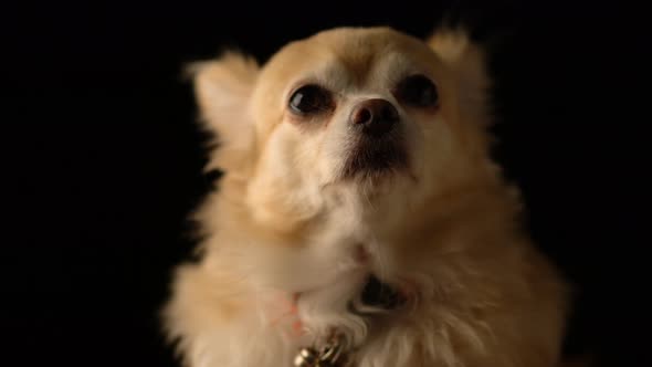 cute brown color hair chihuahua dog studio with black background alt