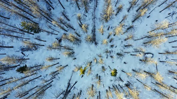 Rising from evergreen forest with tall trees in winter season, aerial alt