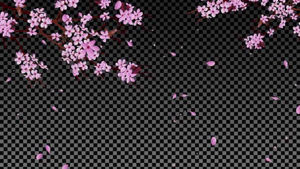 Cherry Blossom Branches And Falling Petals