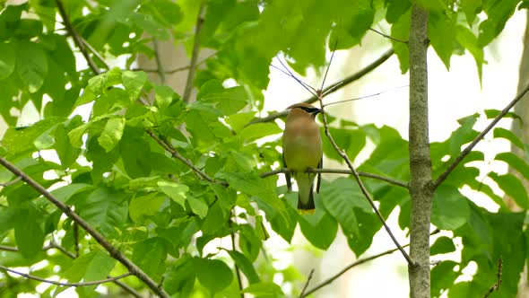 A beautiful and vigilant cedar waxwing sitting on a branch looking out at it´s surroundings, alt