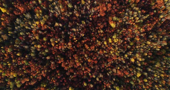 Autumn Forest - Aerial Views alt