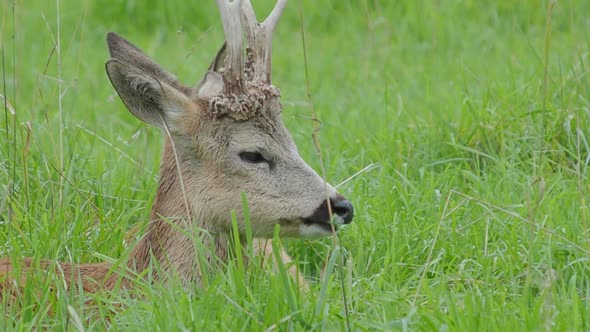 Fallow Deer Is Lying in Grass and Chewing Something. Dama Dama, Ruminant Mammal, alt