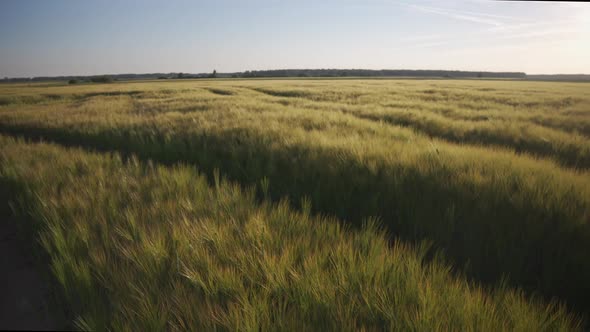 Field with ears of grain crops in the evening alt