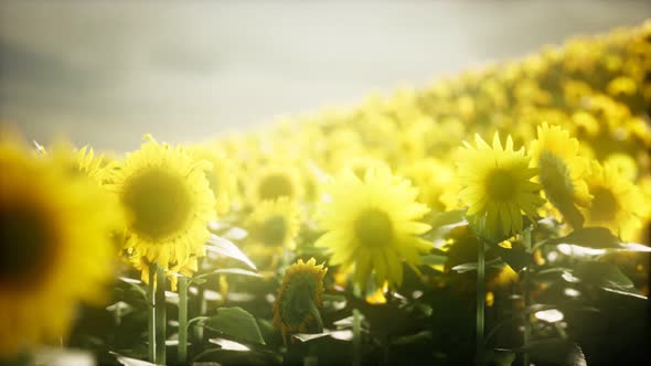 Sunflower Field on a Warm Summer Evening alt