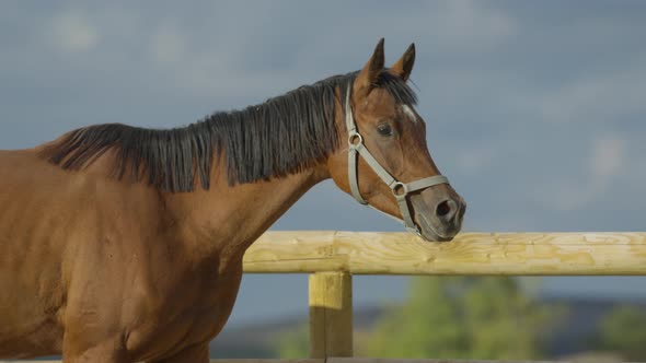 Close up of a brown stallion alt