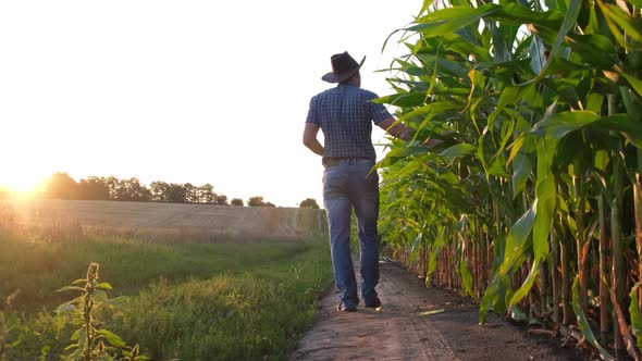 A Young Agronomist Inspects the Corn Crop Against the Backdrop of a Corn Field alt