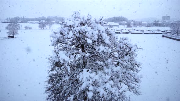 Snow Capped Forest Trees in Cold Winter Season alt