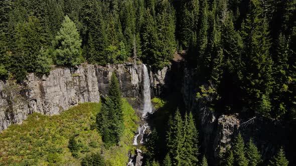 Pine Forests And Waterfall alt