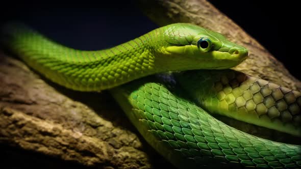 Green Tree Snake In The Jungle By Rockfordmedia Videohive