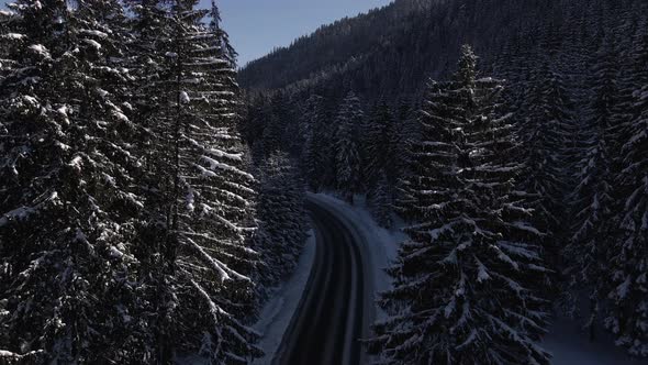 Cinematic View of the Road Among Forest in Sunny Winter Day