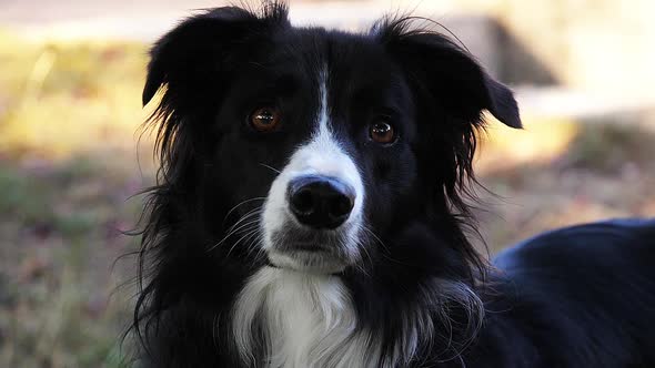 Border Collie Dog on Grass, Portrait of male, Slow motion alt