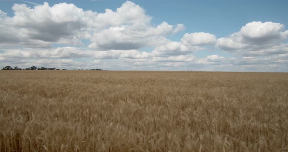 White clouds float above the wheat field