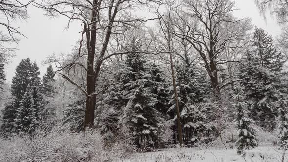 Snow falling at the branches of the trees