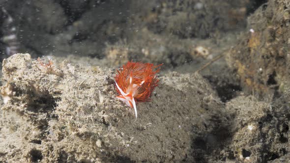 Stunning featured Nudibranch contrasted against a dull reef structure . Underwater view alt