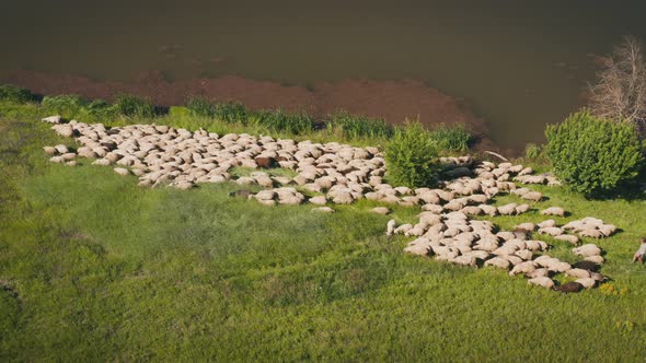 Sheep on a Green Meadow Graze Near a Pond Flying Drone