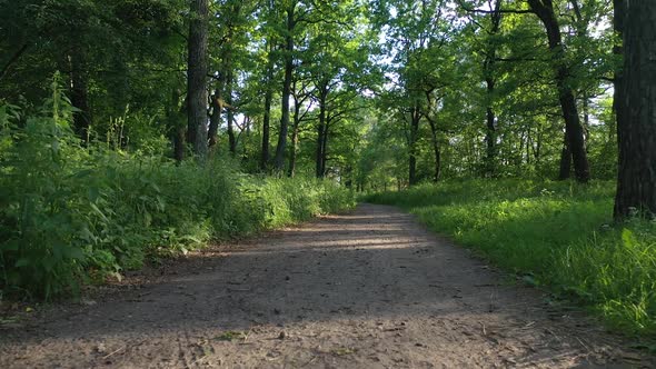 flying over a path in the forest	