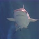 Sharks Swimming in Big Aquarium Underwater View - VideoHive Item for Sale