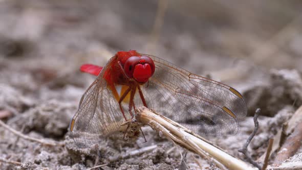 Red Dragonfly Macro. Dragonfly Sitting on the Sand at a Branch of the River. alt