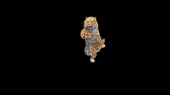Leopard Dancing 4K alt