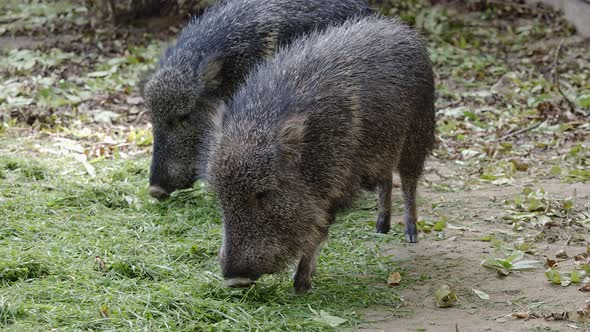 Chacoan peccary (Catagonus wagneri) eats grass