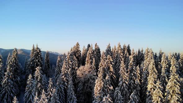 Aerial Flying From Winter Forest