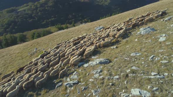 Aerial View of Sheep Flock Running on Grassland During Autumn alt