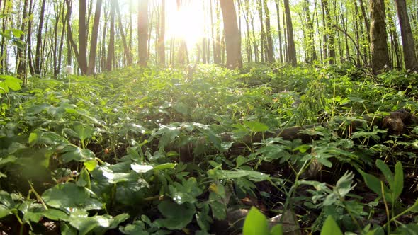 Herbaceous Thickets In The Forest In Early Spring In The Forest alt