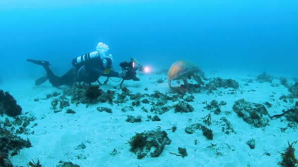 A turtle resting on the ocean floor while being filmed for an underwater documentary alt
