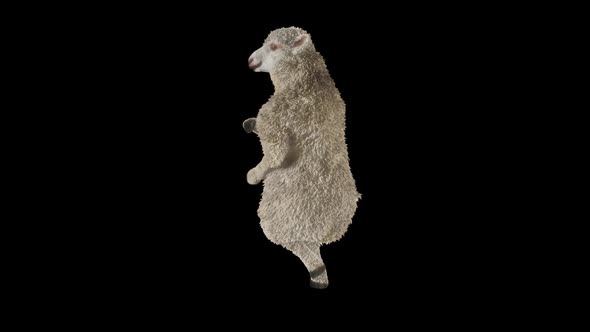 29 Sheep Dancing HD alt
