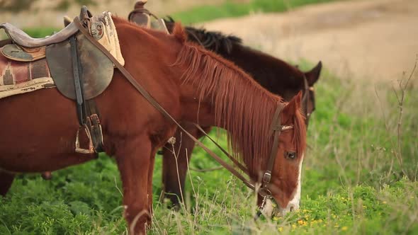 Brown Horse Eating Green Grass Slow Motion