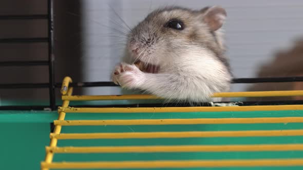 Funny Hamster Peeking Out of Cage with Sawdust Looking for and Eating Food Selective Focus