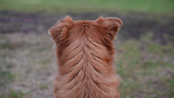 Rear View of Contemplative Dog Seen Outdoors