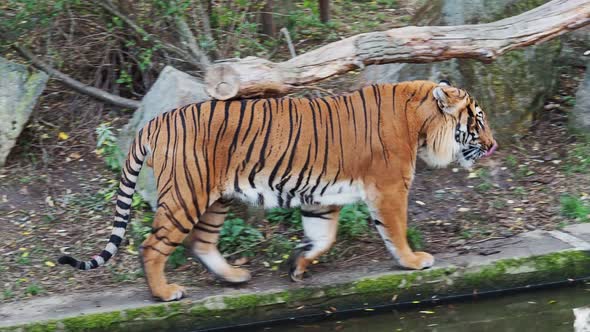 Malayan tiger (Panthera tigris jacksoni)