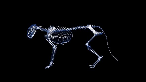 X-ray Feline Skeleton