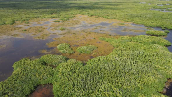 Tropical Swamp and Wetlands