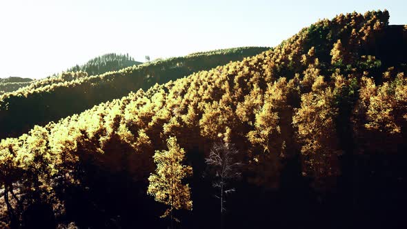 Aerial Drone View of a Mountain Forest with Colorful Autumn Trees alt