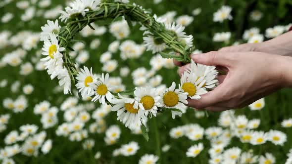 Women's Hands Make a Wreath of Daisies on the Field