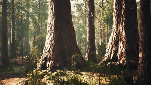 Giant Sequoias in the Giant Forest Grove in the Sequoia National Park alt