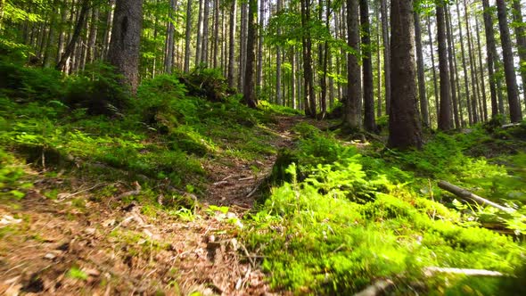 Green Spring Forest Sunny Magical Powerful Trees in the Morning Time The Sun's Rays Pass Through the alt