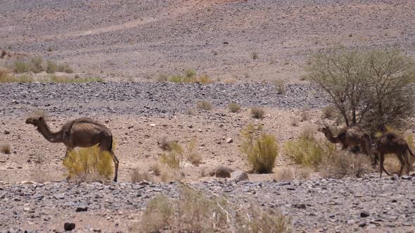 Herd wild dromedary camels around Ait Zeggane alt