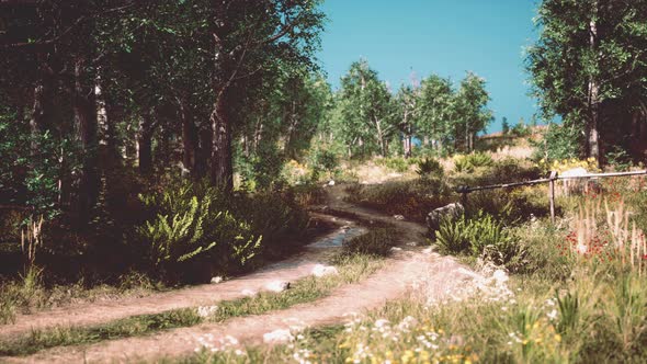 Country Road in a Deciduous Forest on a Foggy Morning alt