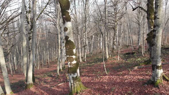 Flying through a winter Sabaduri forest. Georgia alt