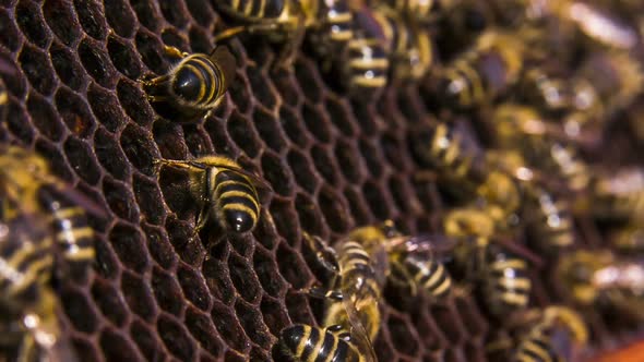 Bees Work on Empty Honeycomb